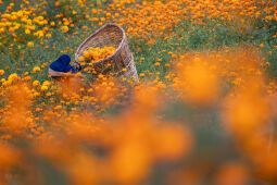 Flower picking season.