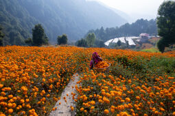 Flower picking season.