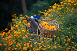 Flower picking season.