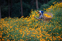 Flower picking season.