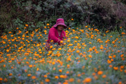 Flower picking season.