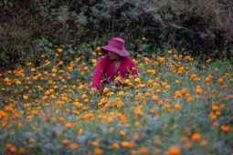 Flower picking season.