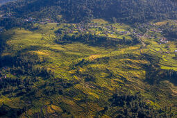 Rice Farming.