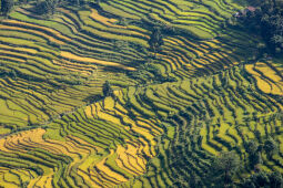 Rice Farming.