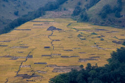 Rice Farming.