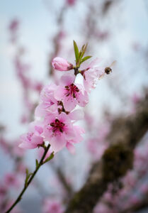 आरुका फुल (Peach blossom)