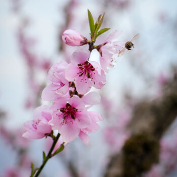 आरुका फुल (Peach blossom)