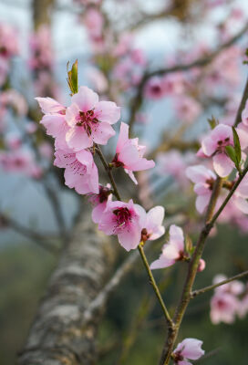 आरुको फुल (Peach blossom)