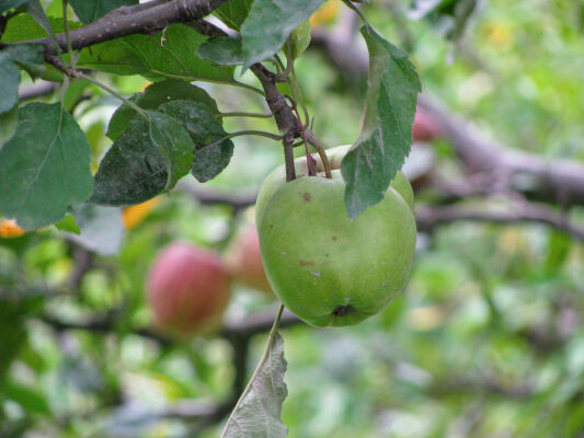 Apple Farm, Marpha village 2013