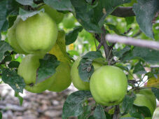 Green Apple, Marpha village 2013