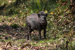 Banded pig