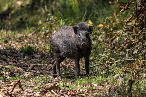 Banded pig