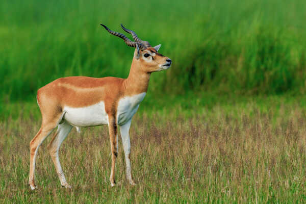 Blackbuck, Krishnasaar Conservation Area, Khairapur