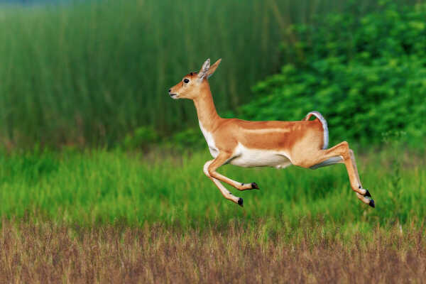 Blackbuck, Krishnasaar Conservation Area, Khairapur