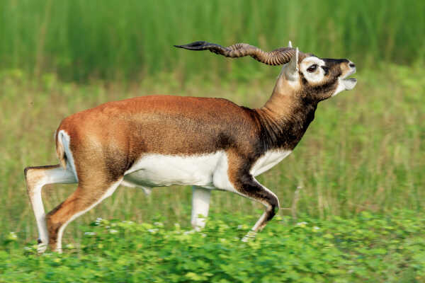 Blackbuck, Krishnasaar Conservation Area, Khairapur