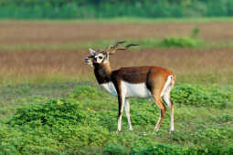 Blackbuck, Krishnasaar Conservation Area, Khairapur