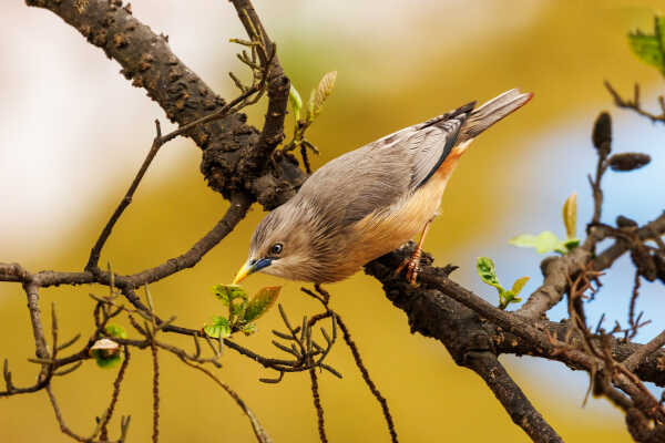 Chestnut-Tailed Starling