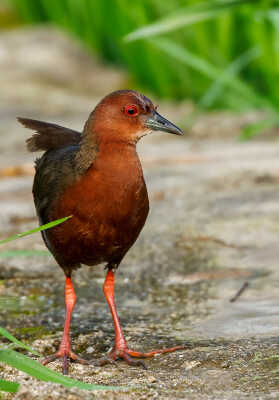 Ruddy-breasted Crake