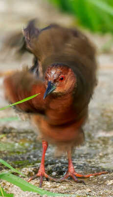 Ruddy-breasted Crake