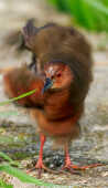 Ruddy-breasted Crake