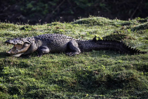 Saltwater crocodile