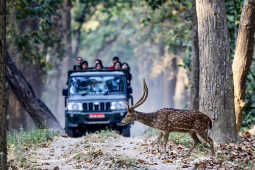 Spotted Deer