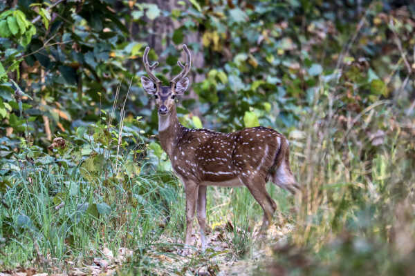 Spotted Deer