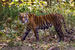 Wildlife, Nepal