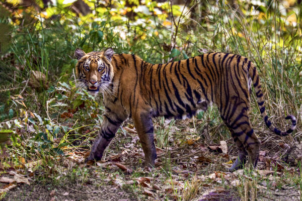 The Royal Bengal Tiger, Nepal