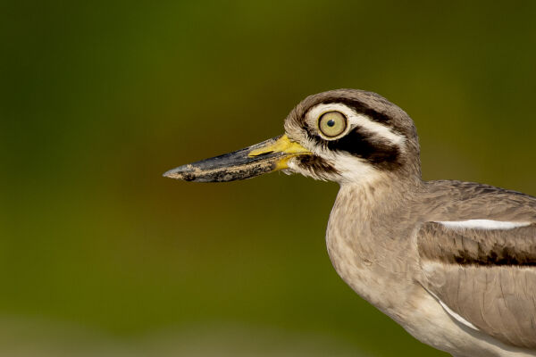 great thick knee