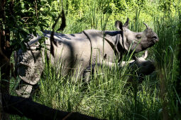one horned rhinoceros, Nepal