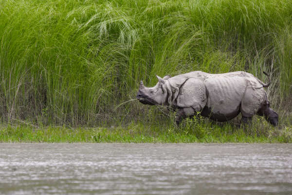 rhinoceros