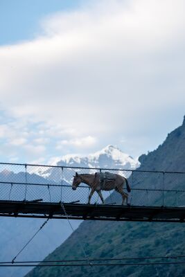 Horse on High Hills