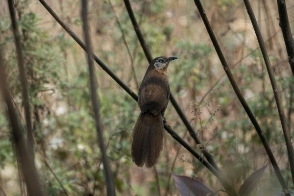 Spiny Babbler endemic bird of Nepal