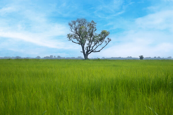 Beautiful Grassland,Shuklaphanta National Park(Farwest Nepal)