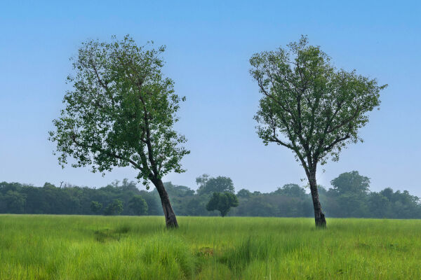 Grassland,Shuklaphanta National Park(Farwest Nepal)