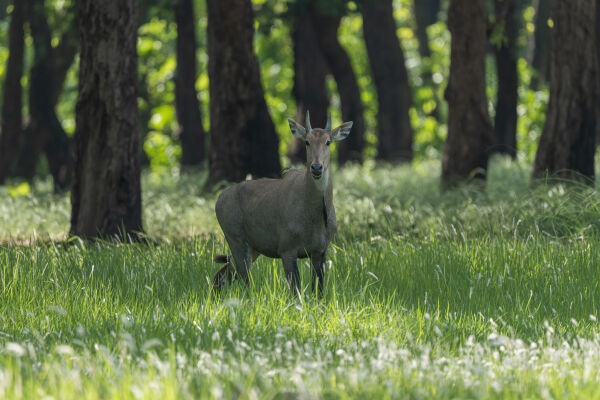 The Nilgai also called Blue bull is the largest antelope