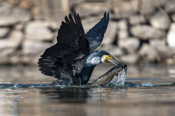 Great Cormorant with catch in Taudaha Lake