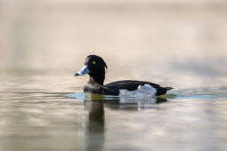 Tufted Duck in Taudaha Lake