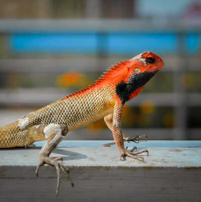 Lizard (छेपारो)