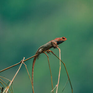 Lizard (छेपारो)