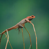 Lizard (छेपारो)