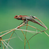 Lizard (छेपारो)