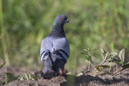 Rock Pigeon (मलेवा) in the field