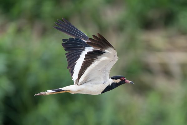 Red-wattled Lapwing calls like 