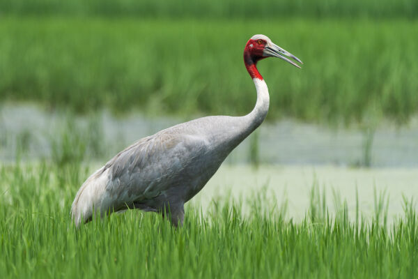 Saurs Crane in the filed