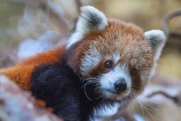 Red Panda close-up view