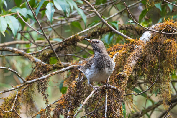 Black-throated Thrush female