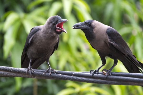 House crow hen feeding its chick