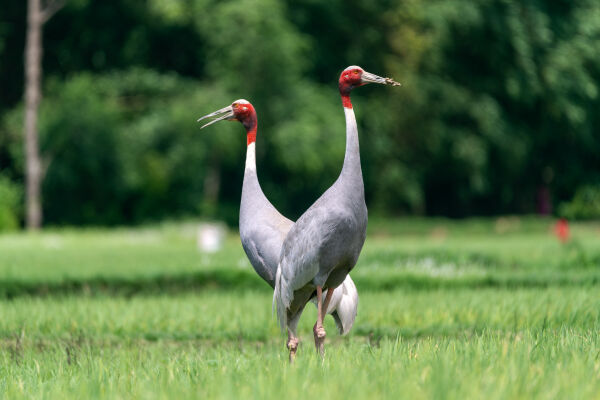 A pair of Sarus Crane in the field